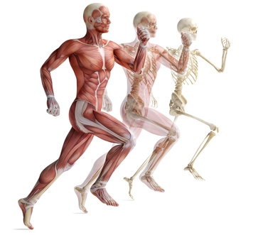 human anatomy running